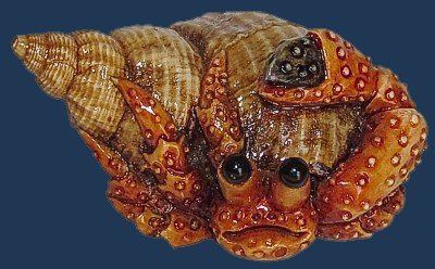 Crab In Seashell Crab In Seashell